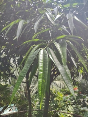 Ficus binnendykii