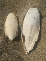 Sepia officinalis