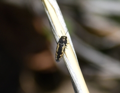 Acmaeodera neglecta neoneglecta