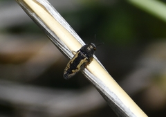 Acmaeodera neglecta neoneglecta