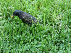 Sturnus vulgaris