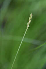 Carex leptalea