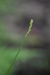Carex leptalea