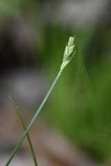 Carex leptalea