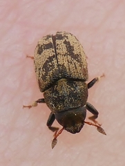 Hylesinus varius