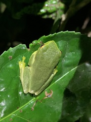 Raorchestes jayarami
