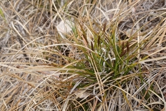 Carex lucorum