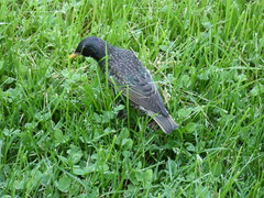 Sturnus vulgaris