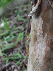 Anolis gaigei
