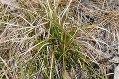 Carex lucorum