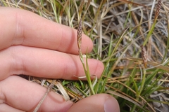 Carex lucorum
