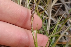 Carex lucorum