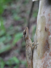 Anolis gaigei