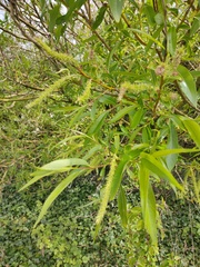 Salix