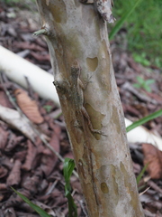 Anolis gaigei