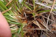 Carex lucorum