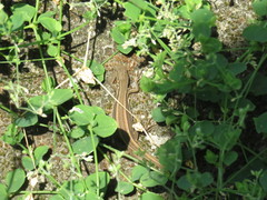 Takydromus formosanus