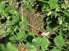 Takydromus formosanus