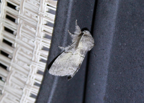 Lintner's Gluphisia Moth photo 5