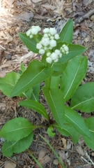 Parthenium integrifolium