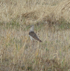 Vanellus resplendens