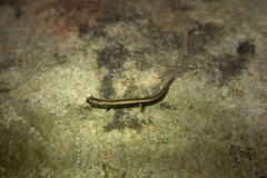 Batrachoseps altasierrae