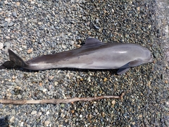 Phocoena phocoena relicta