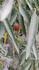 Solanum nitidum