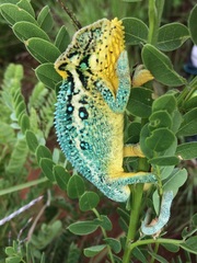 Bradypodion melanocephalum