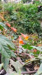 Tropaeolum tuberosum