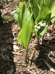 Convallaria pseudomajalis