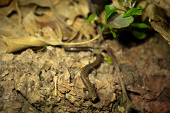 Batrachoseps altasierrae