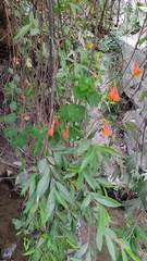 Tropaeolum tuberosum