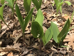 Convallaria pseudomajalis