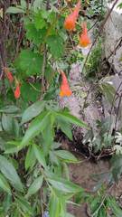 Tropaeolum tuberosum