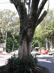 Ficus