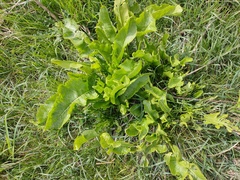Armoracia rusticana