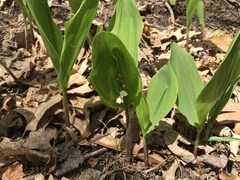 Convallaria pseudomajalis