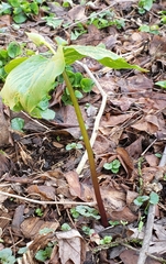 Trillium flexipes