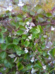 Cymbalaria muralis