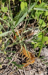 Scolopendra cingulata