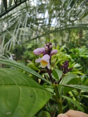 Phlogacanthus turgidus