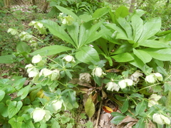 Helleborus viridis