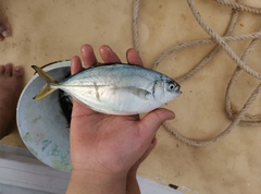 Alepes vari