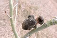Pachypappa sacculi