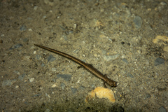 Batrachoseps altasierrae