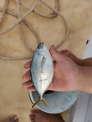 Alepes vari