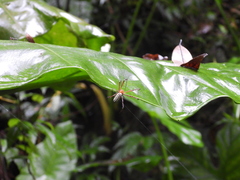 Leucauge wulingensis