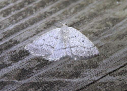 Gray Spring Moth photo 3