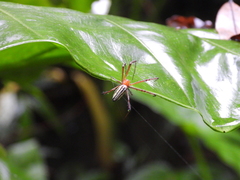 Leucauge wulingensis